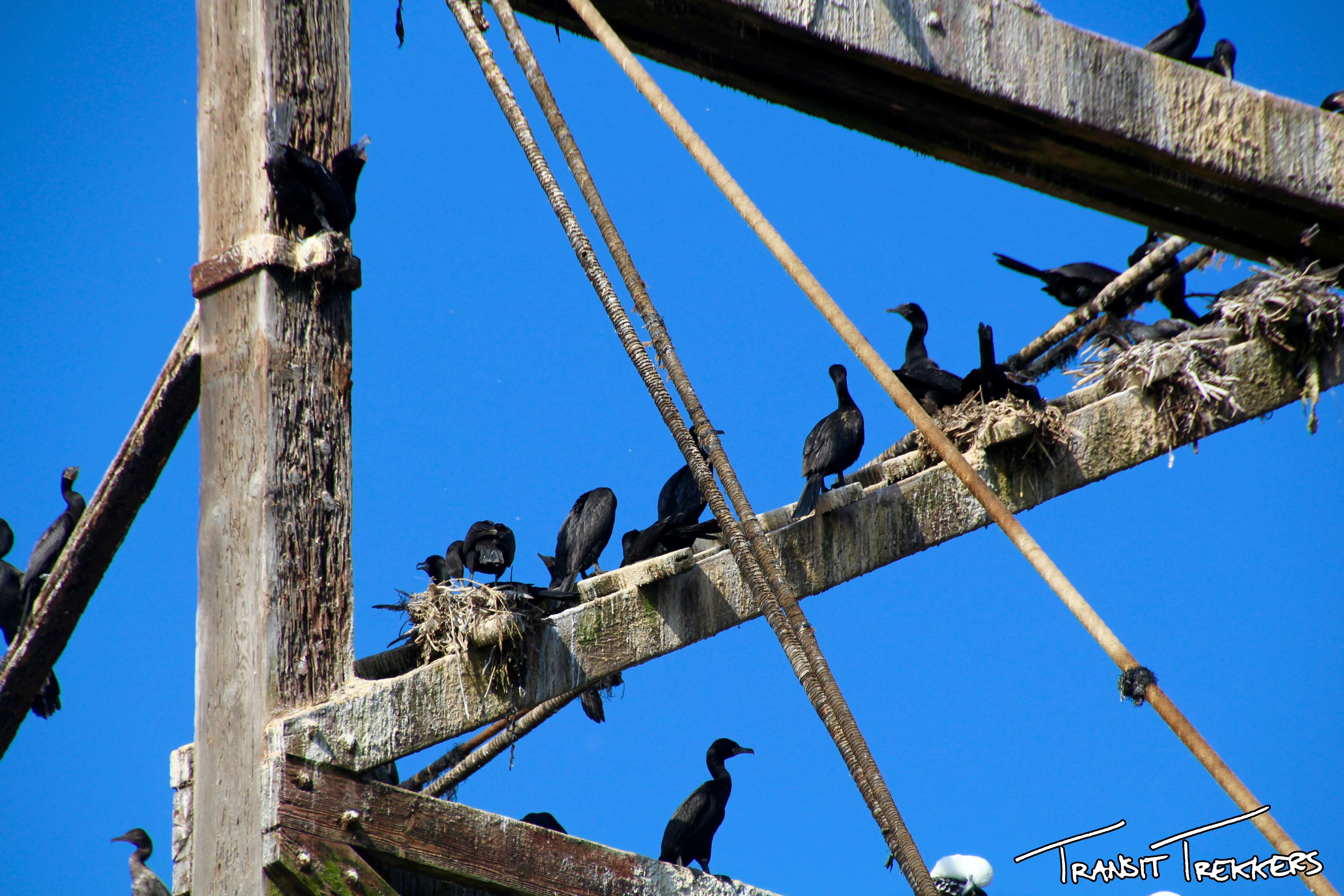 Islas Ballestas Red-legged Cormorant
