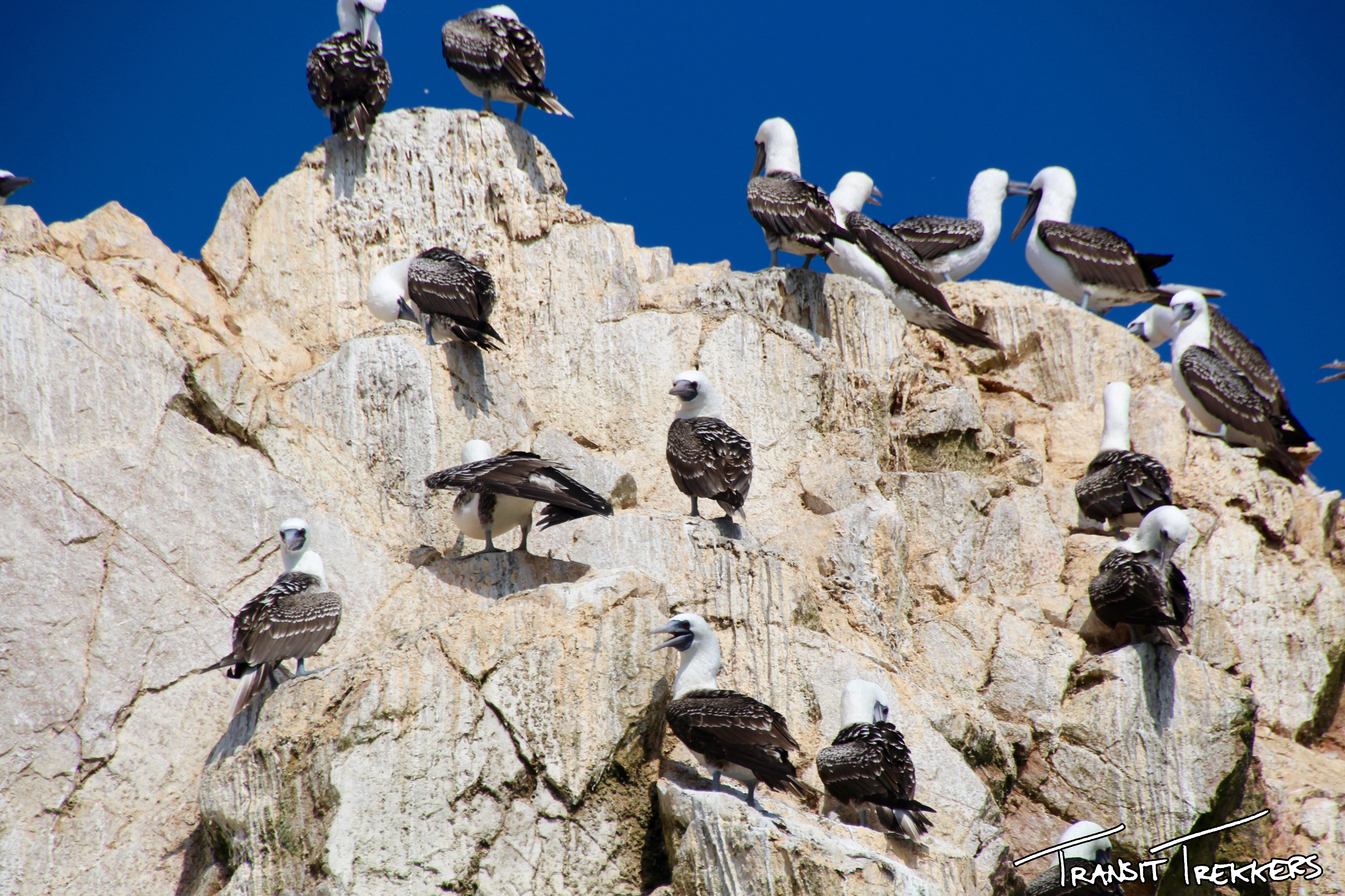 Islas Ballestas Peruvian Blue-footed Boobies