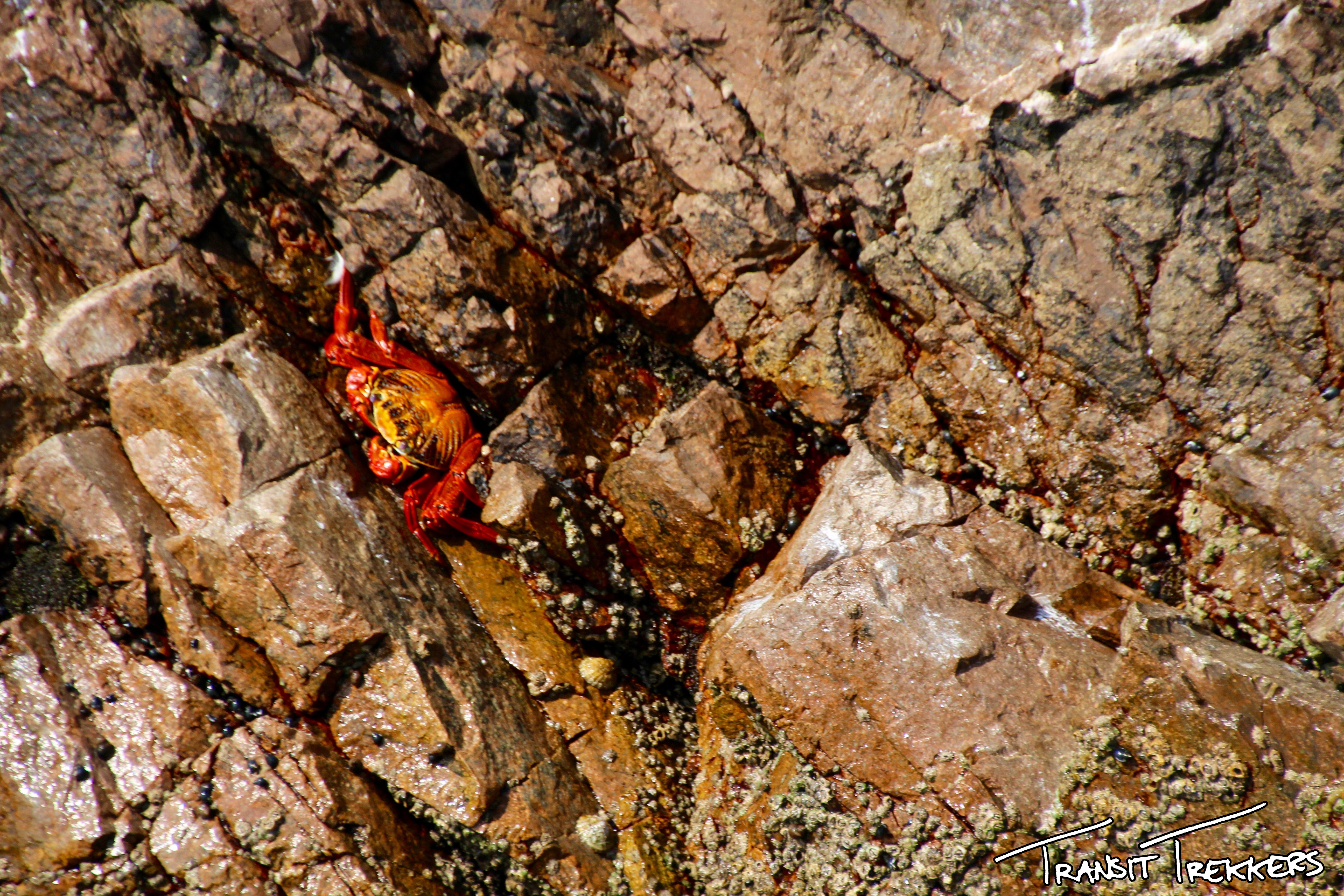 Islas Ballestas Peruvian Red Crab