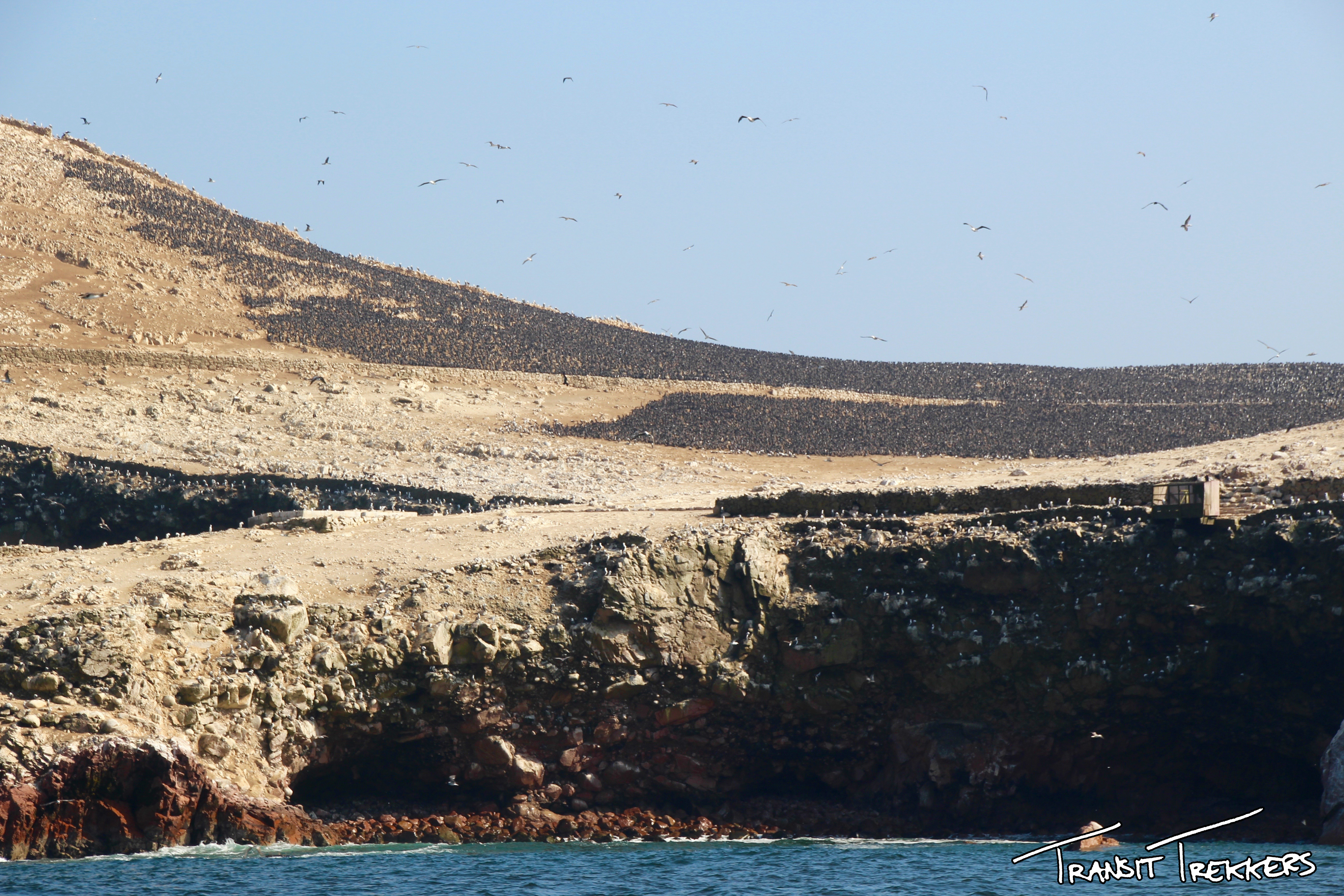 Islas Ballestas Guanay Cormorants