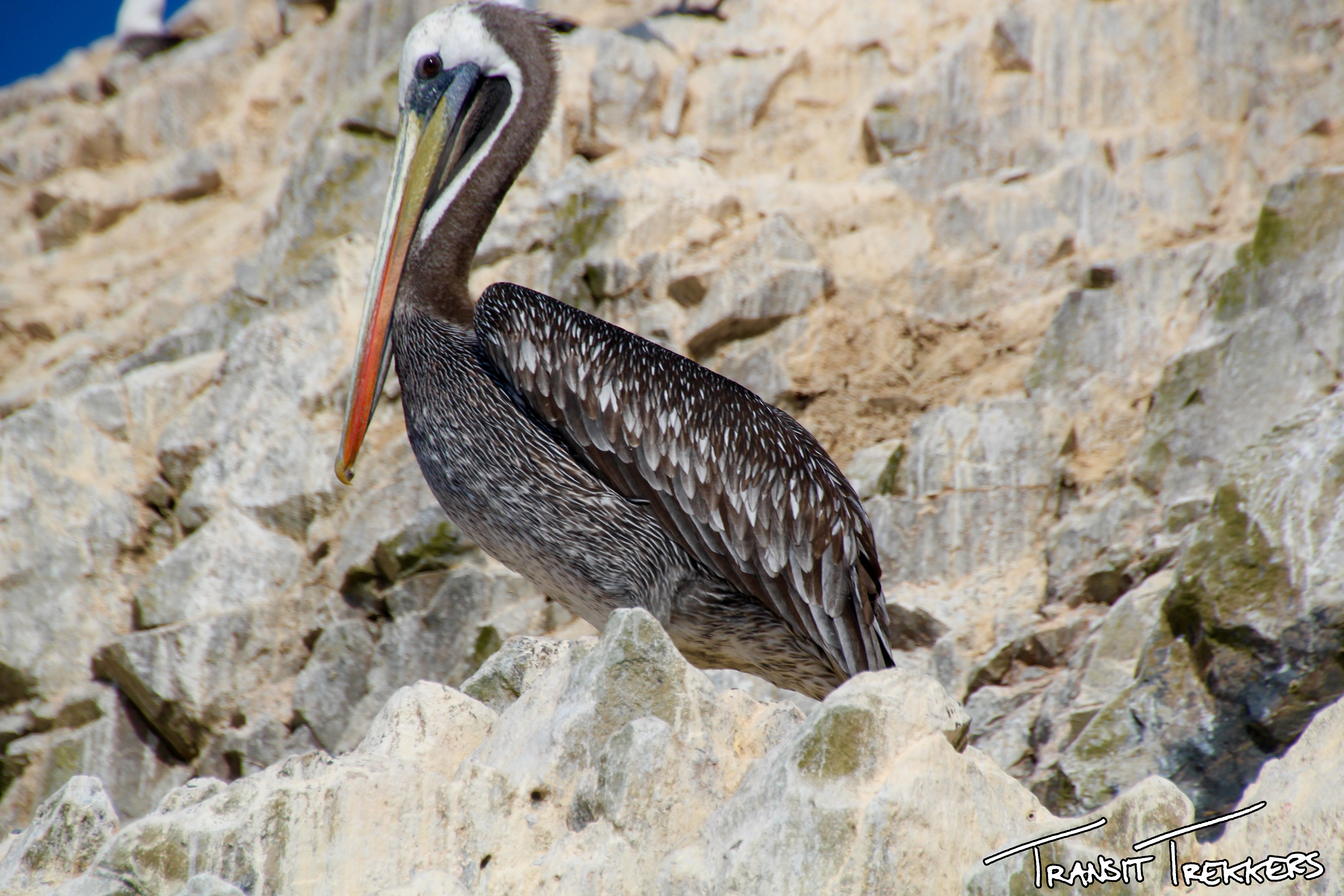 Islas Ballestas Pelican
