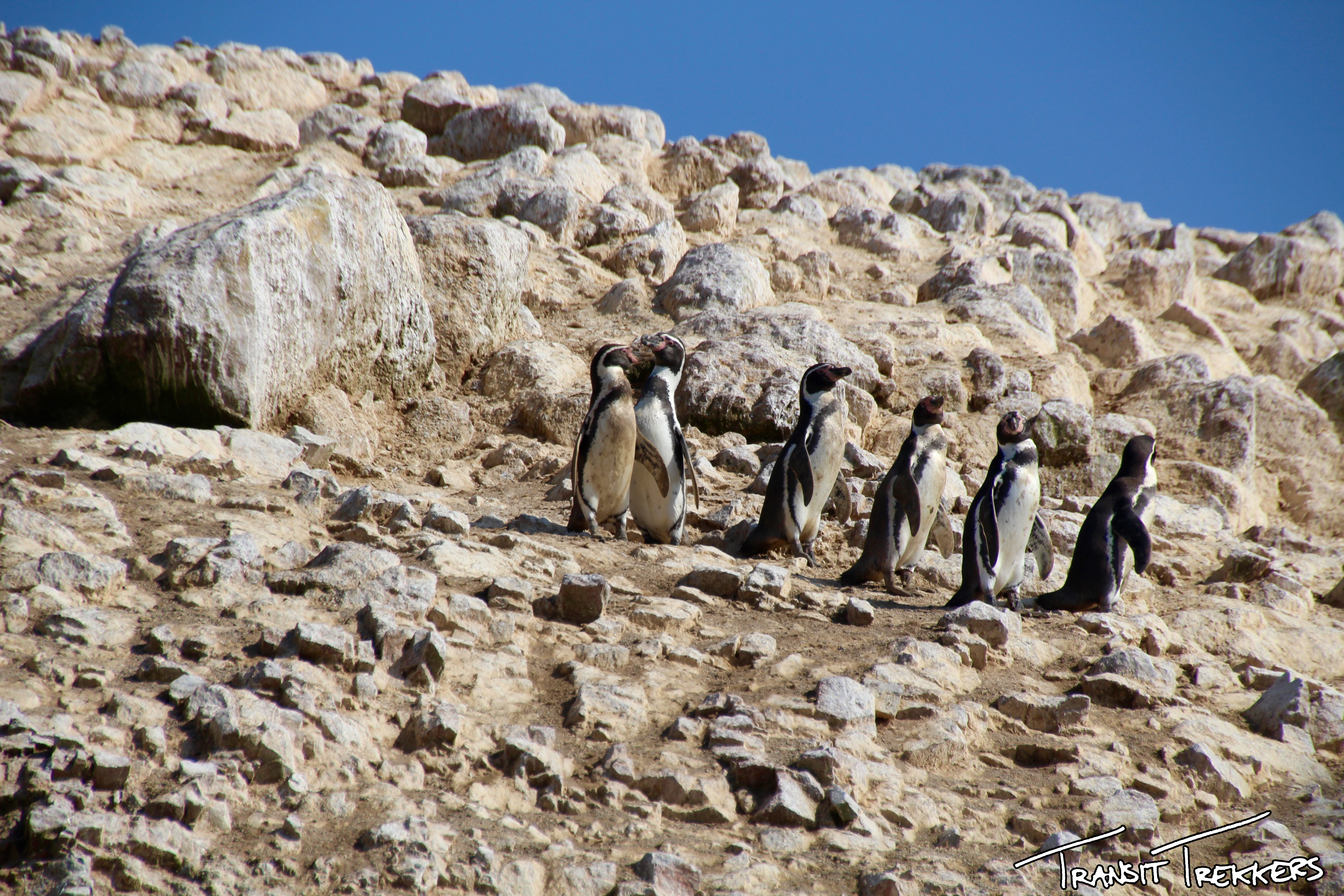 Islas Ballestas Humboldt Penguins