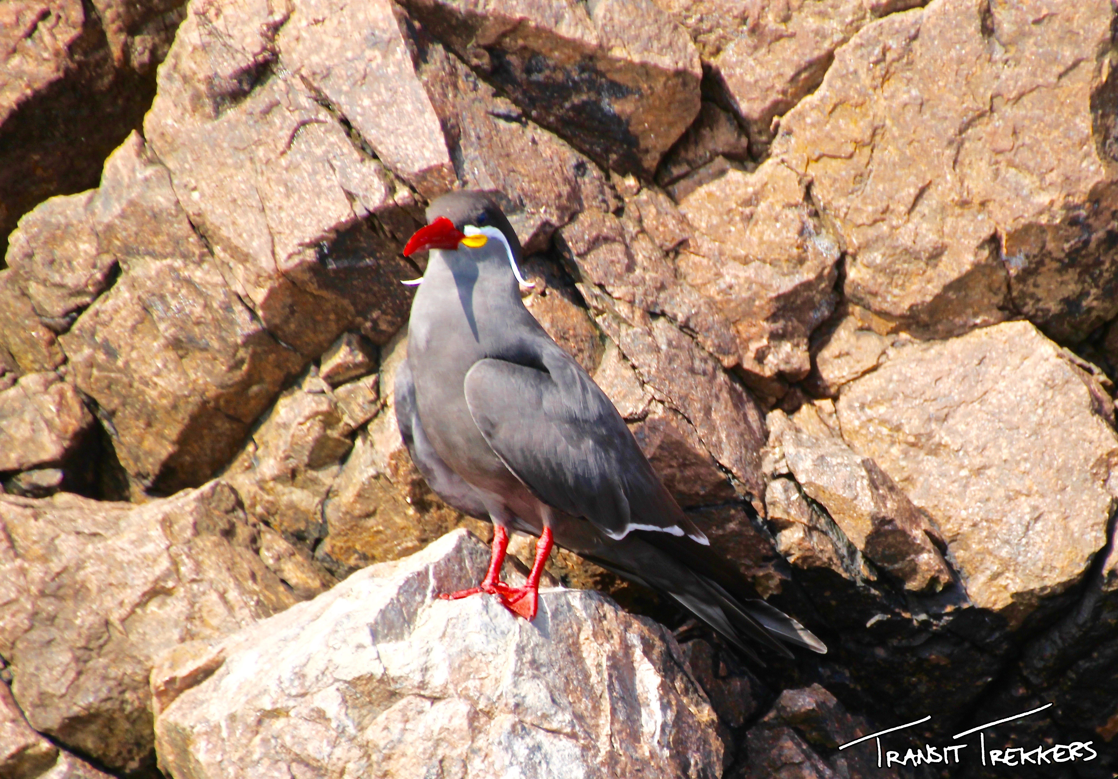 Islas Ballestas Inca Tern