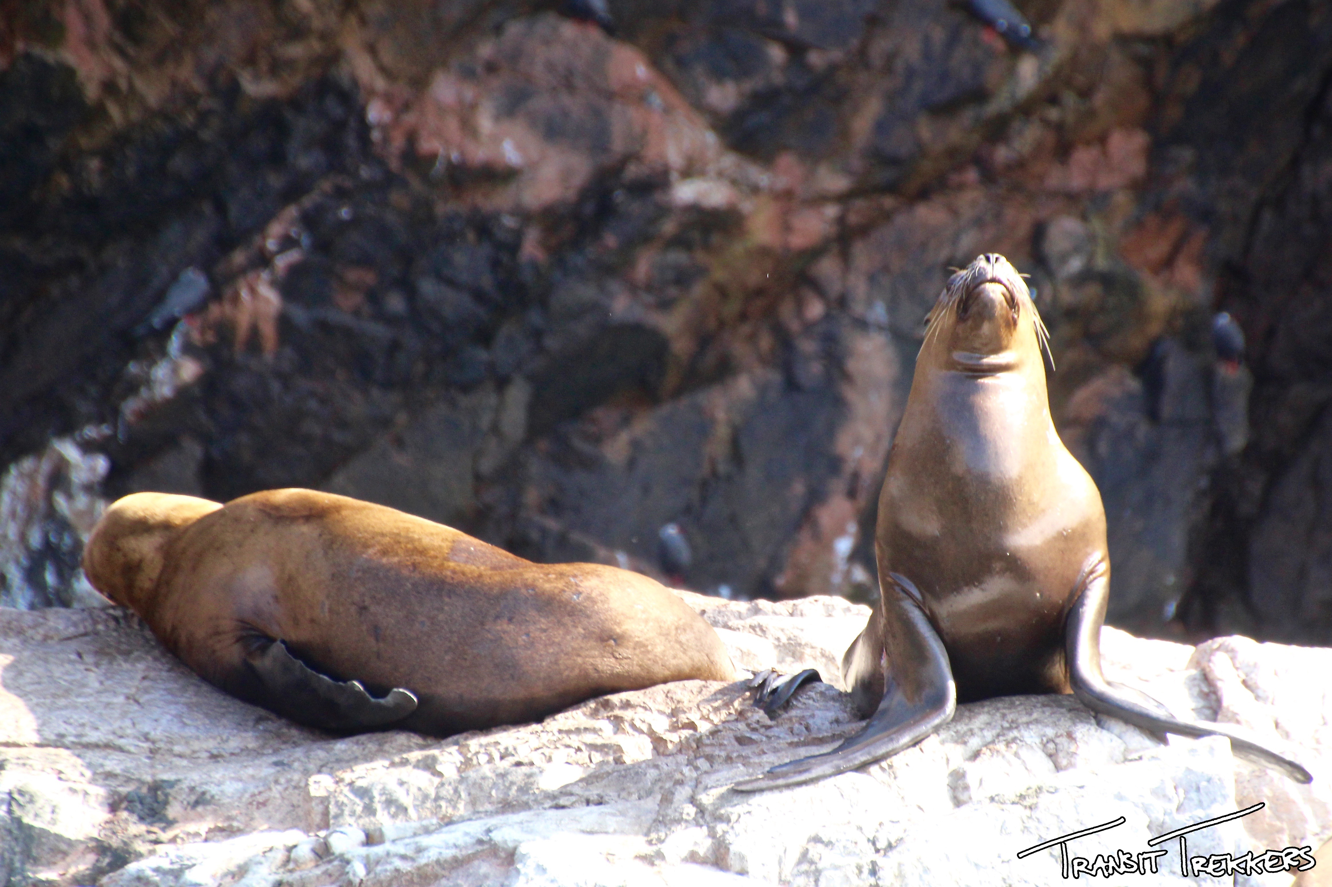 Islas Ballestas Sea Lion