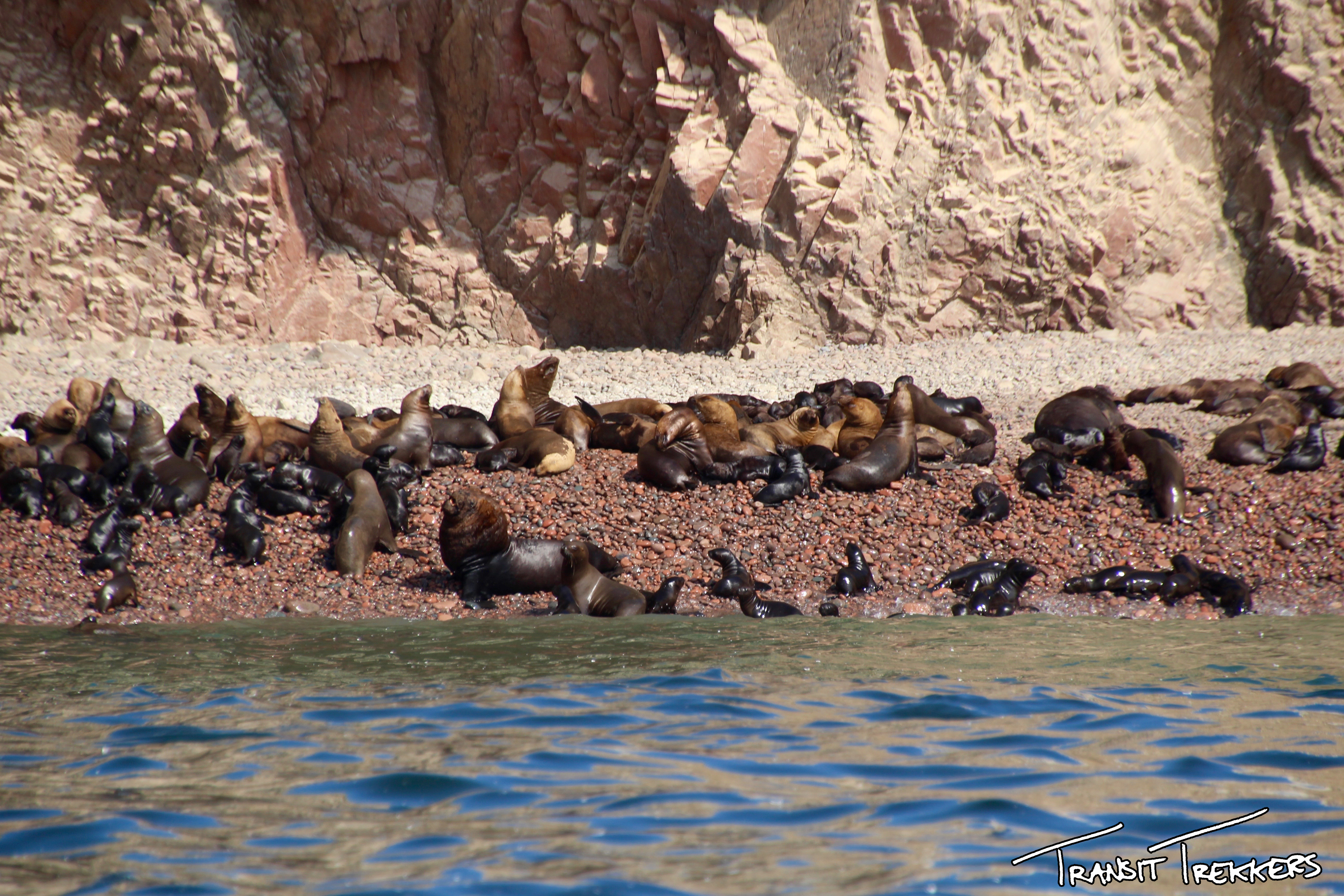 Islas Ballestas Sea Lions