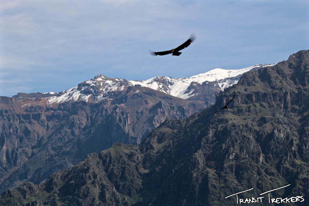 Colca Canyon Condors