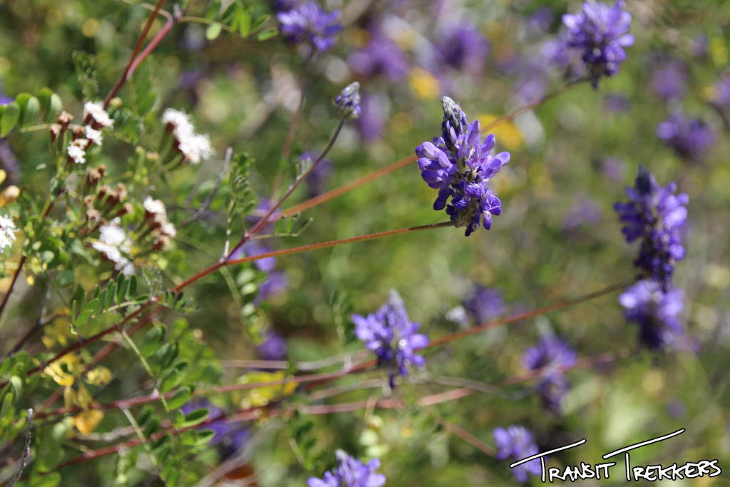 Colca Canyon Trek flowers