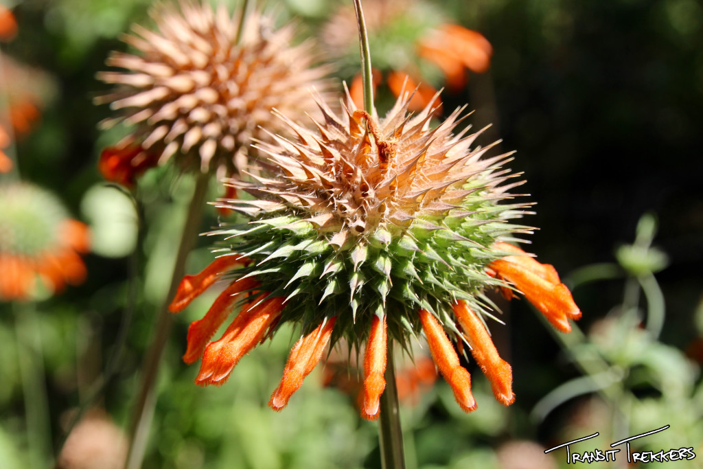 Inca Trail Flowers