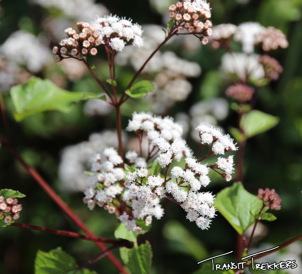 Inca Trail Flowers