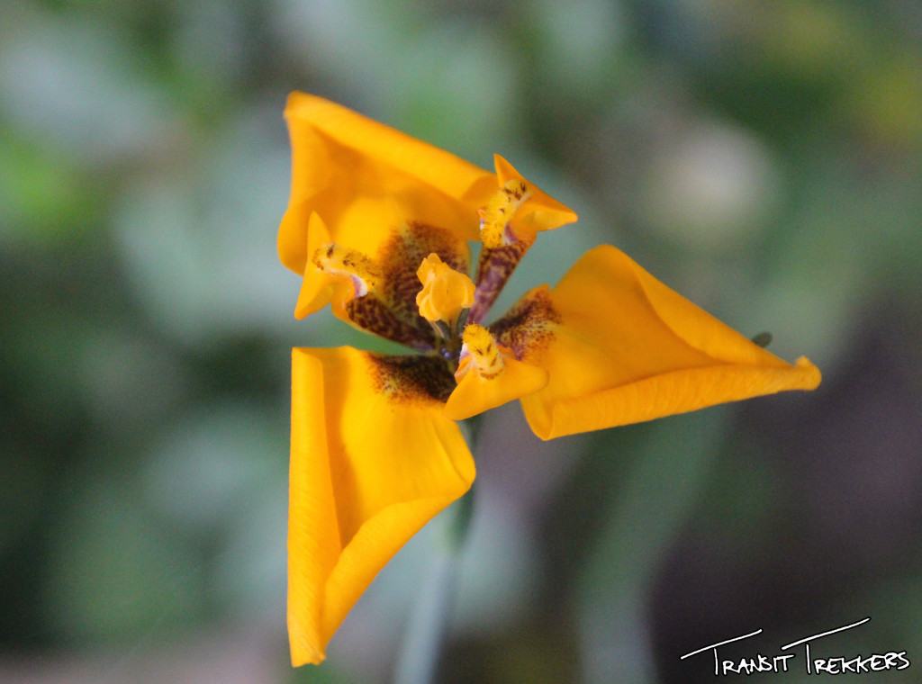 Inca Trail Flowers