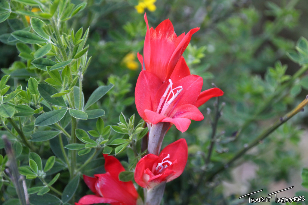 Inca Trail Flowers
