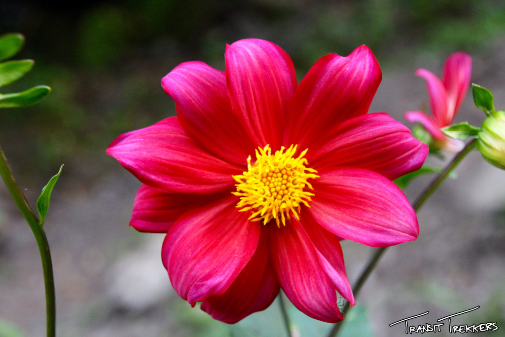 Inca Trail Flowers