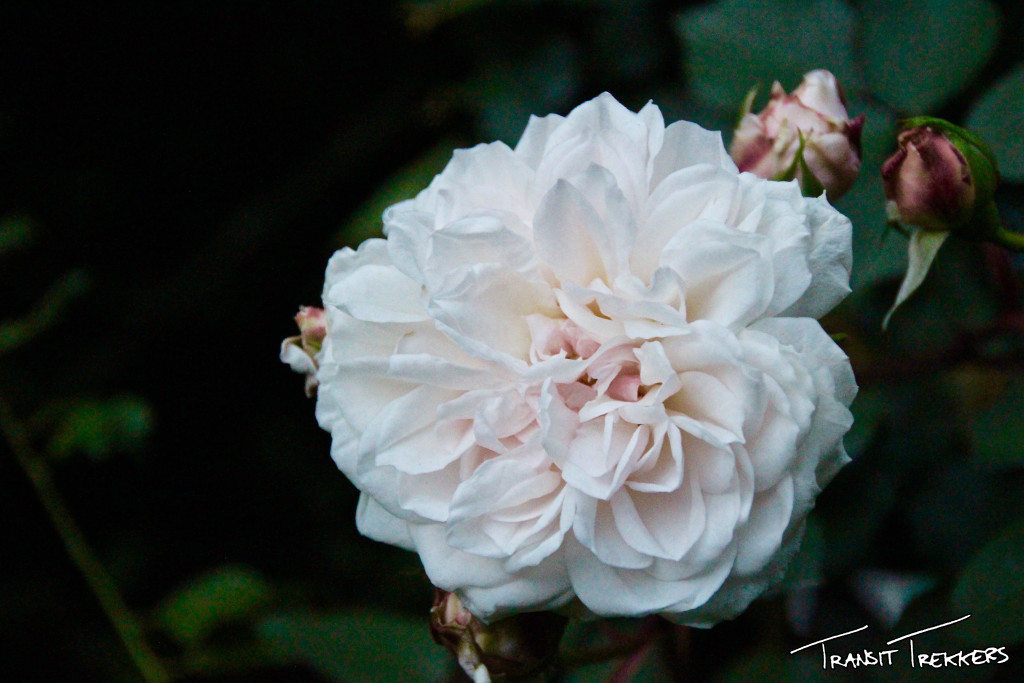 Inca Trail Flowers