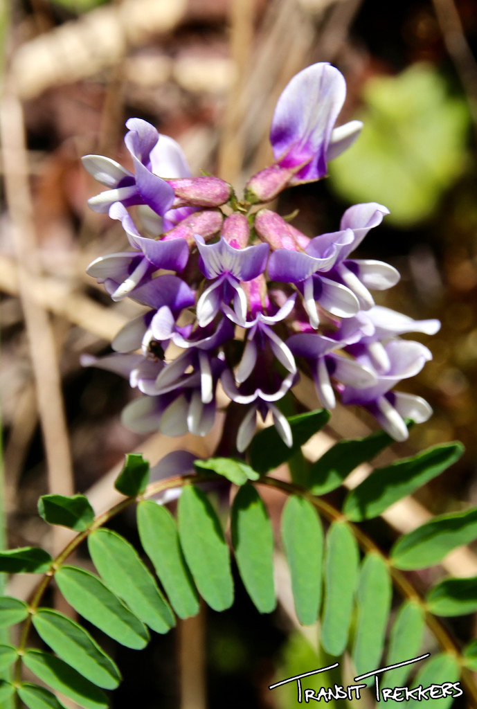Inca Trail Flowers