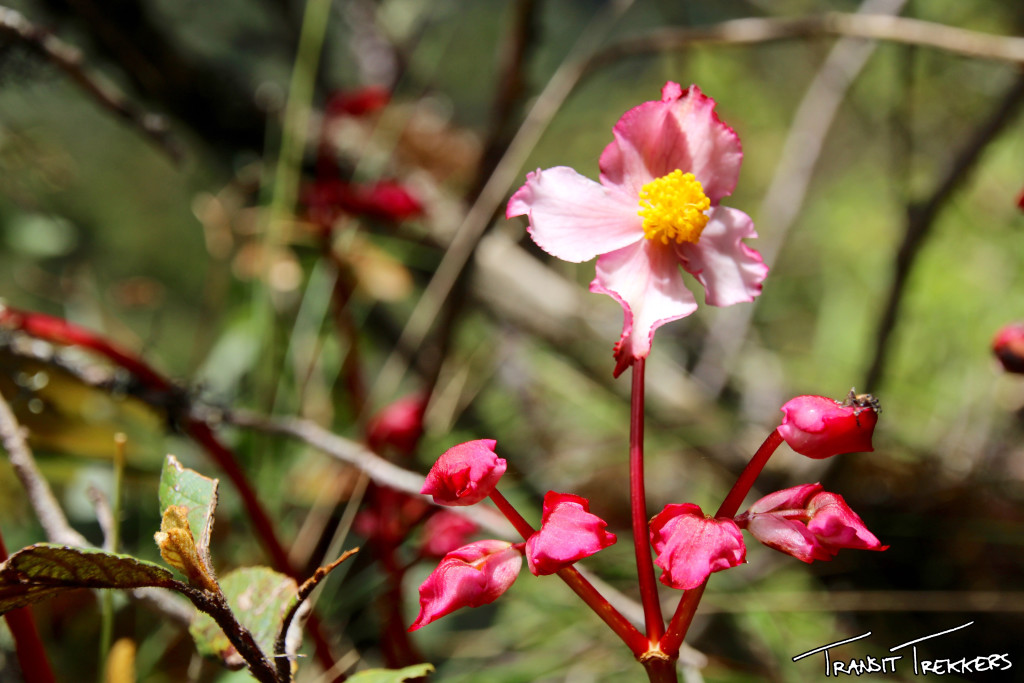 Inca Trail Orchid