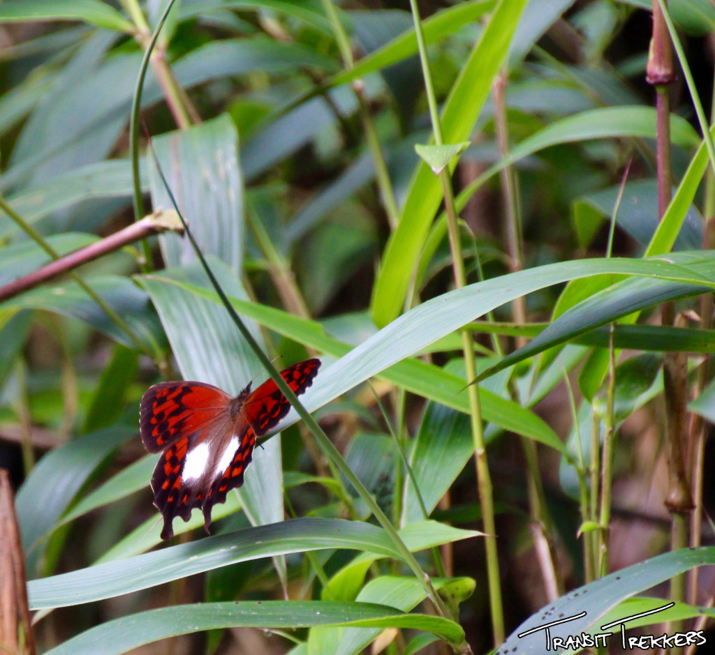 Inca Trail Butterfly