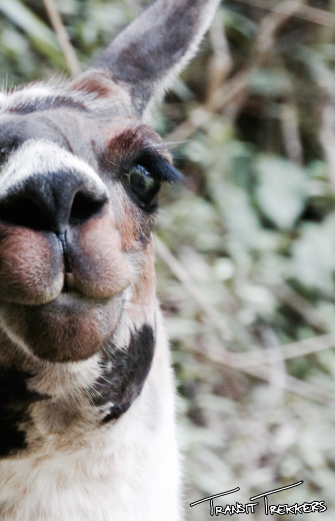 Machu Picchu Llama