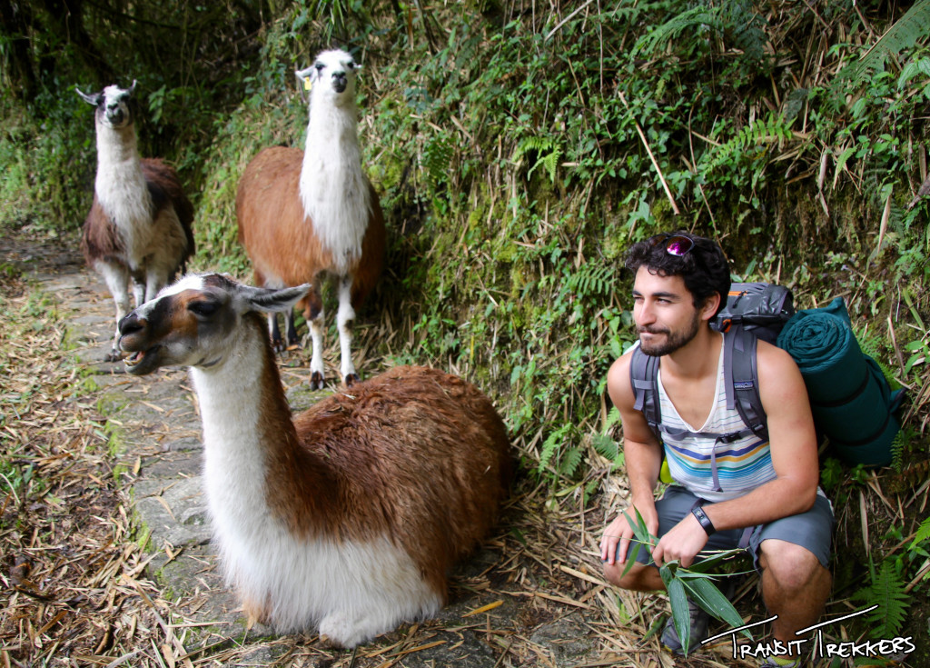 Inca Trail Llamas