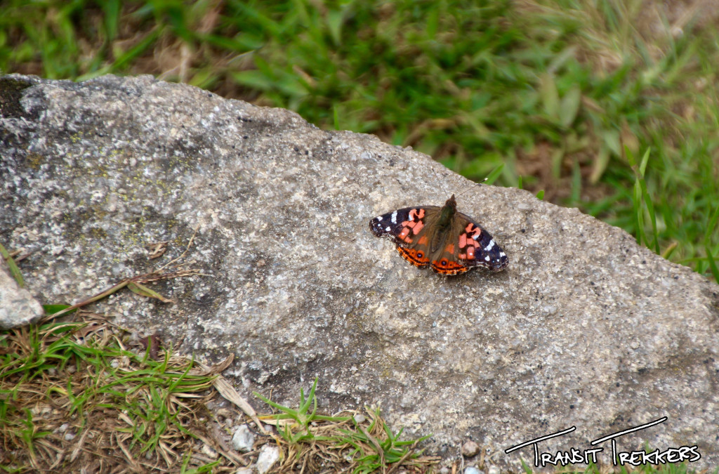 Inca Trail Butterfly