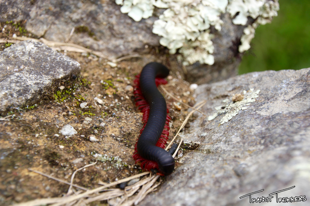 Machu Picchu Milipede