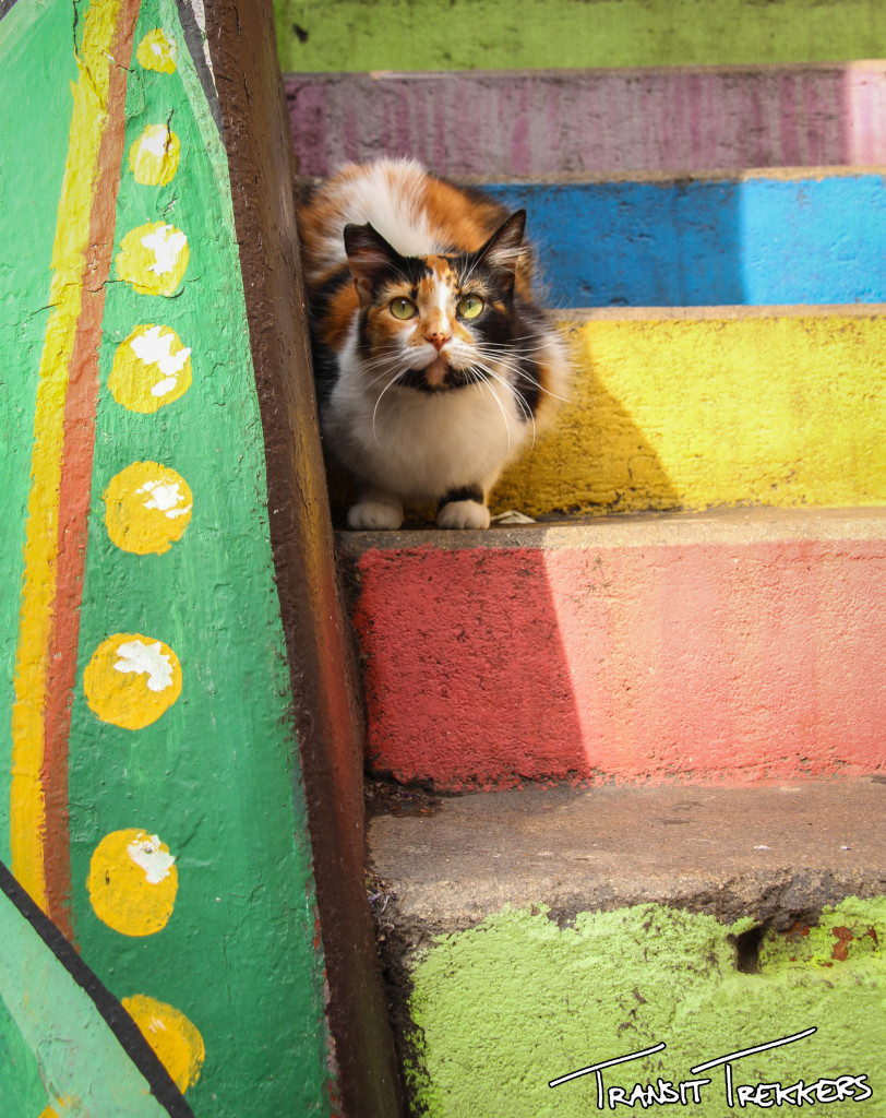 Valpo Kitty