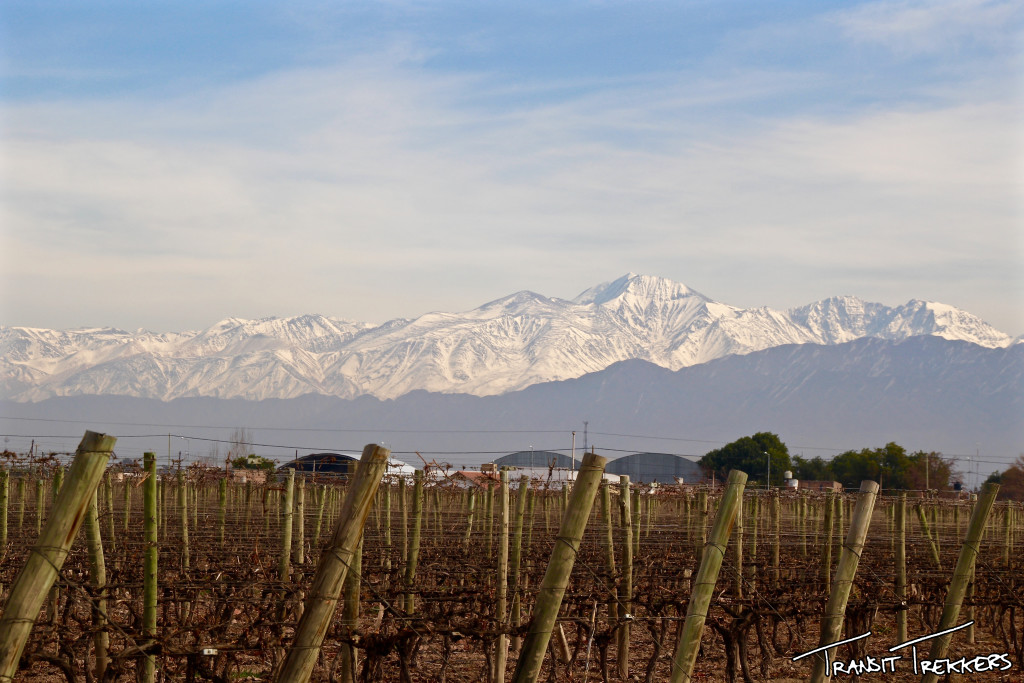 Mendoza Vineyard