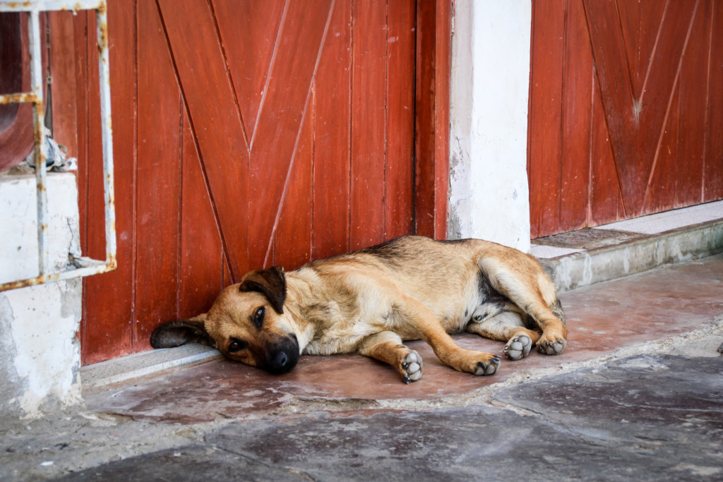 Pisco puppy