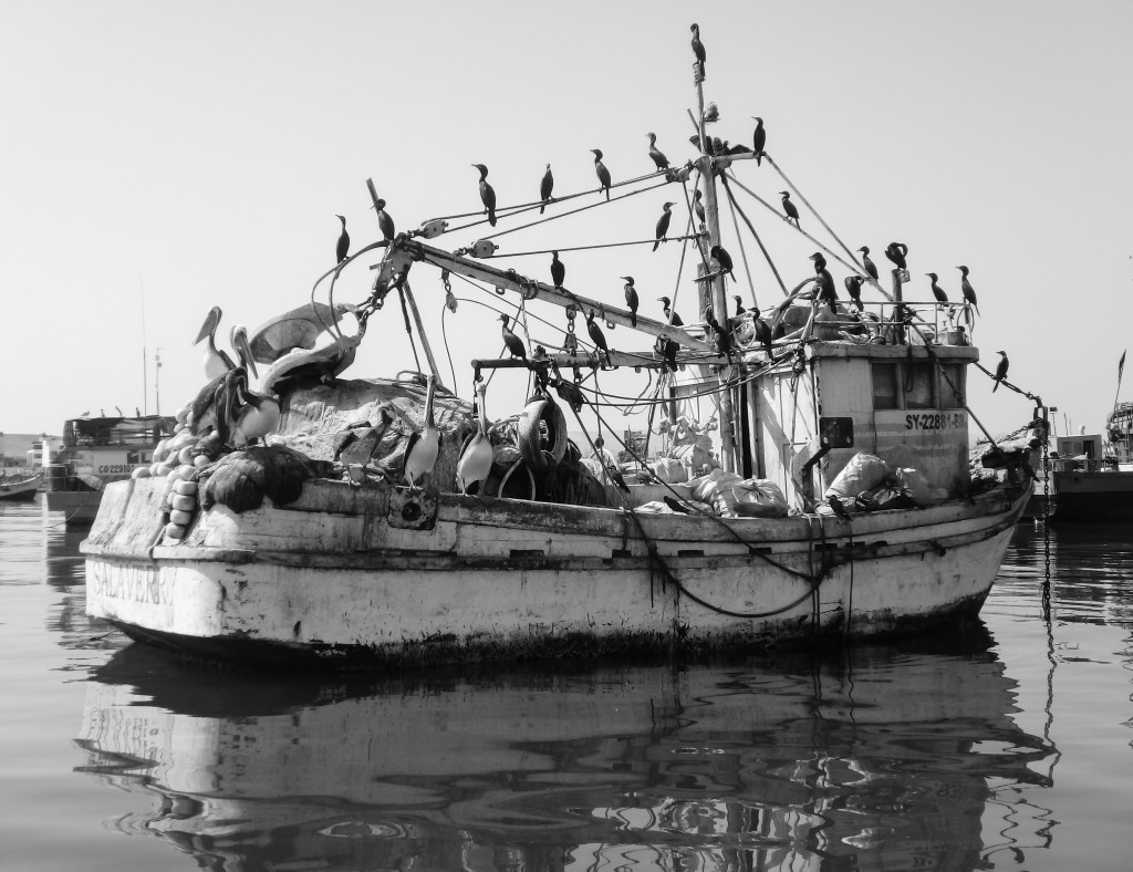 Paracas marina